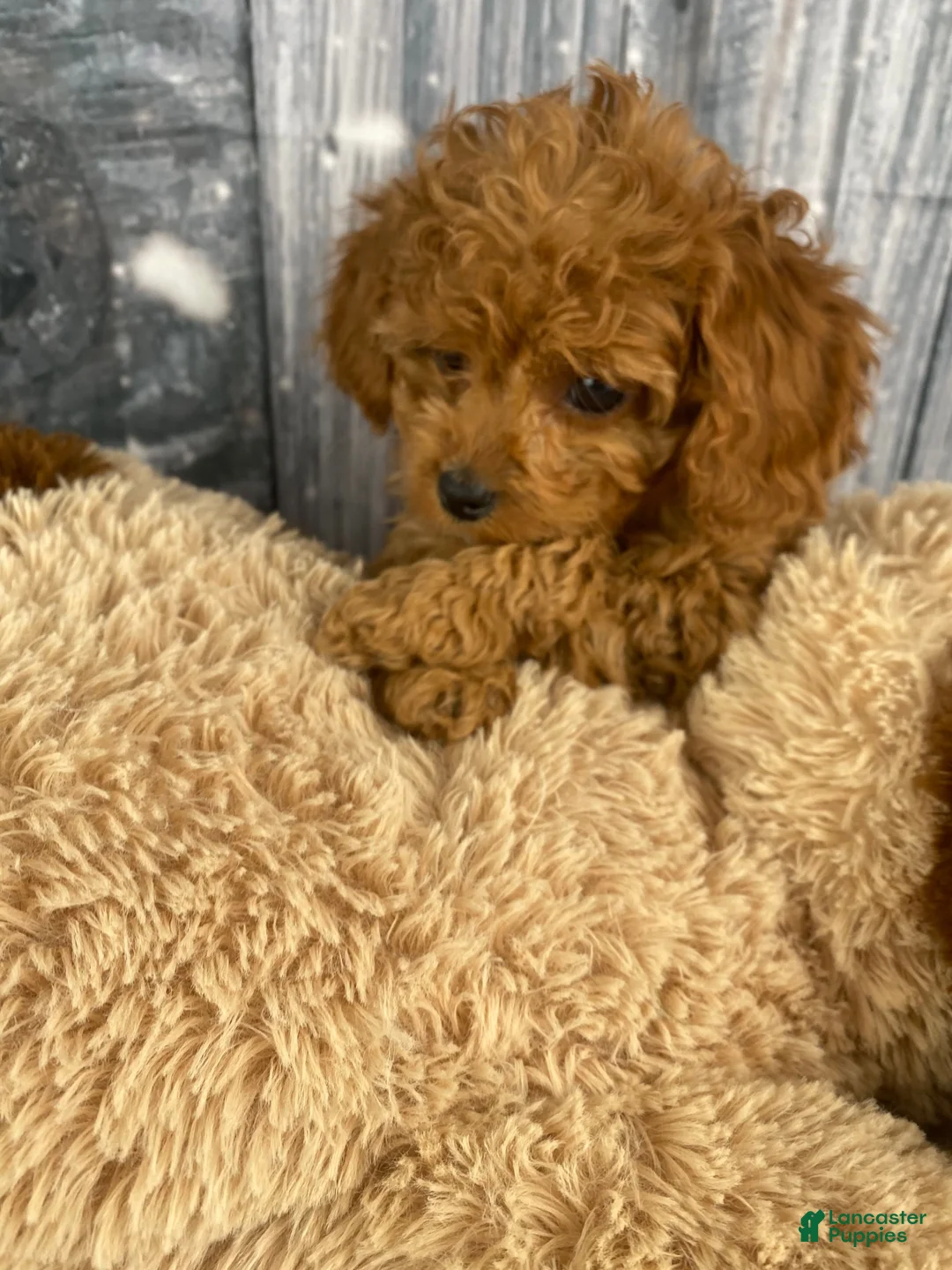 Cavapoo dogs for sale: Layla - Ad 2