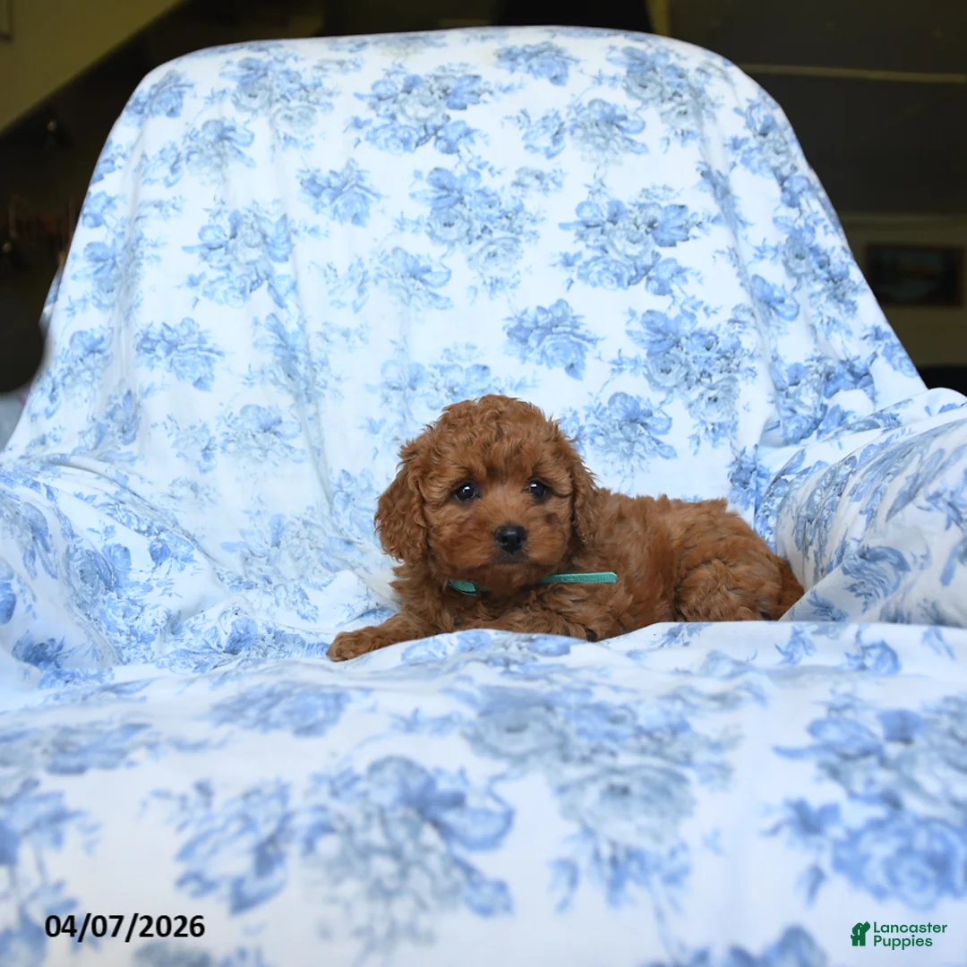 Labradoodle dogs for sale: Tameca - Ad 3