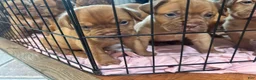 Dogue De Bordeaux dogs for sale: Dogue De Bordeaux Puppy 5 - Ad 91