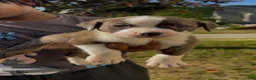 American Pit Bull Terrier dogs for sale: Thunder (boy)  - Ad 1