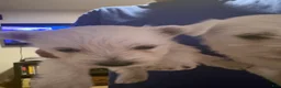 West Highland Terrier dogs for sale:  Puppy 1 - Ad 2