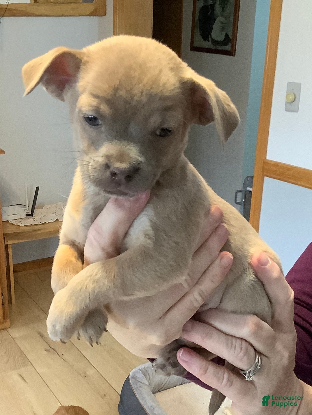 Chihuahua dogs for sale: Chihuahua Puppy 3 - Ad 1