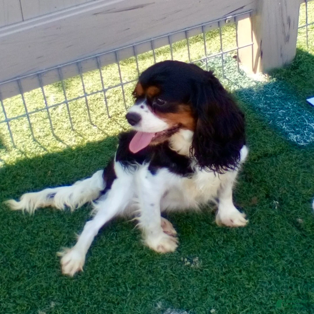 Cavapoo dogs for sale: Destiny - Ad 7