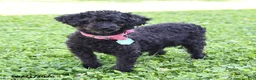 Havapoo dogs for sale: Peanut Butter Cup - Ad 6