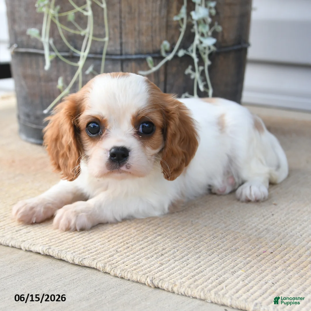 Cavalier King Charles Spaniel dogs for sale: Caroline - Ad 1