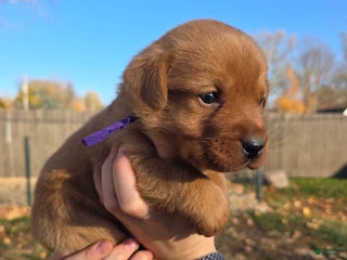 Labrador Retriever dogs - Ad 19