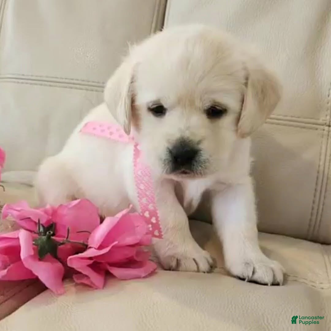 Labrador Retriever dogs Poppy  - Ad 2