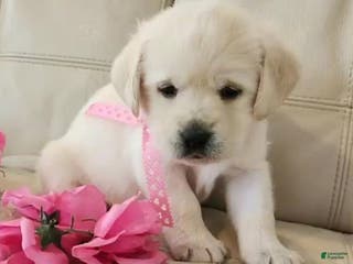 Labrador Retriever dogs Poppy - Ad 2