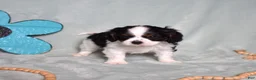 Cavalier King Charles Spaniel dogs for sale: Oreo - Ad 15