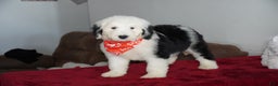 Sheepadoodle dogs for sale: Snoopy - Ad 4