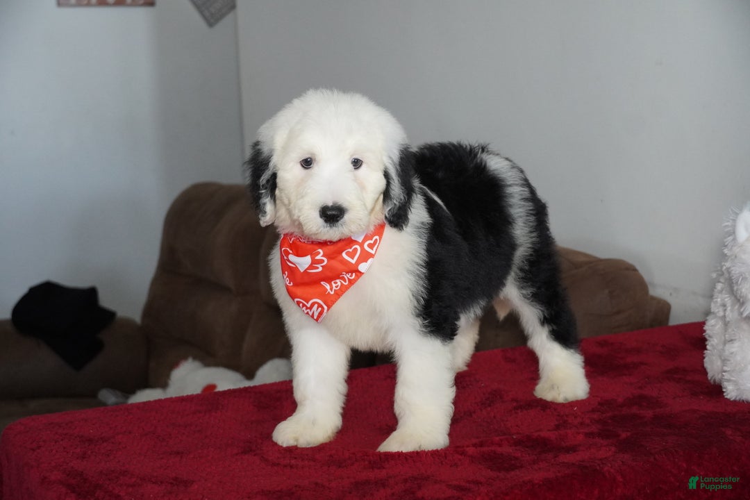 Sheepadoodle dogs for sale: Snoopy - Ad 4