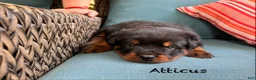Rottweiler dogs for sale: Atticus - Ad 5
