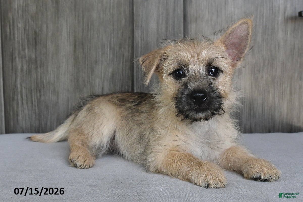 Cairn Terrier dogs Amber - Ad 1