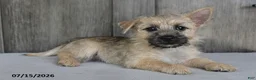 Cairn Terrier dogs for sale: Amber - Ad 1