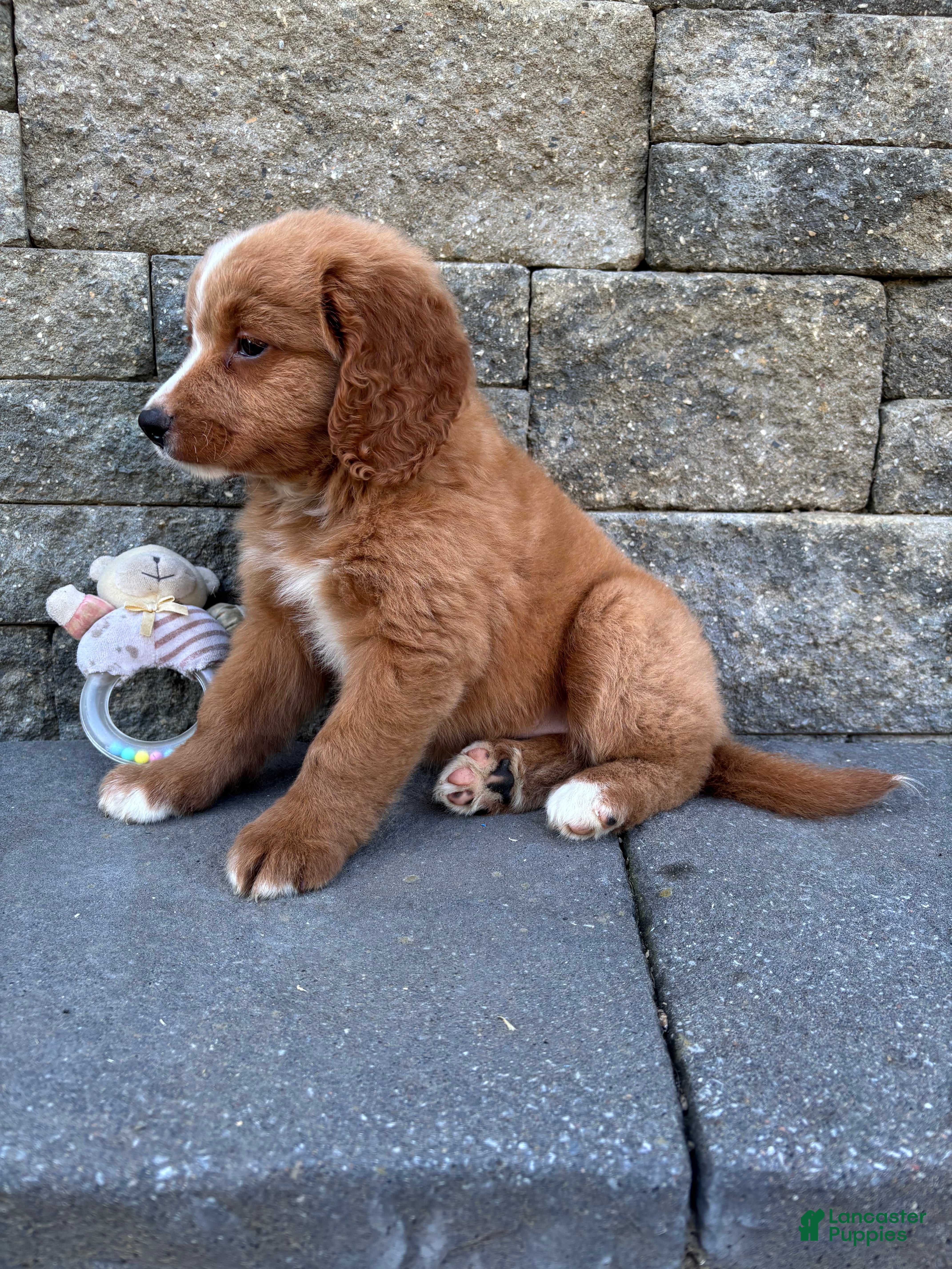 Bernedoodle dogs Slippers - Ad 2
