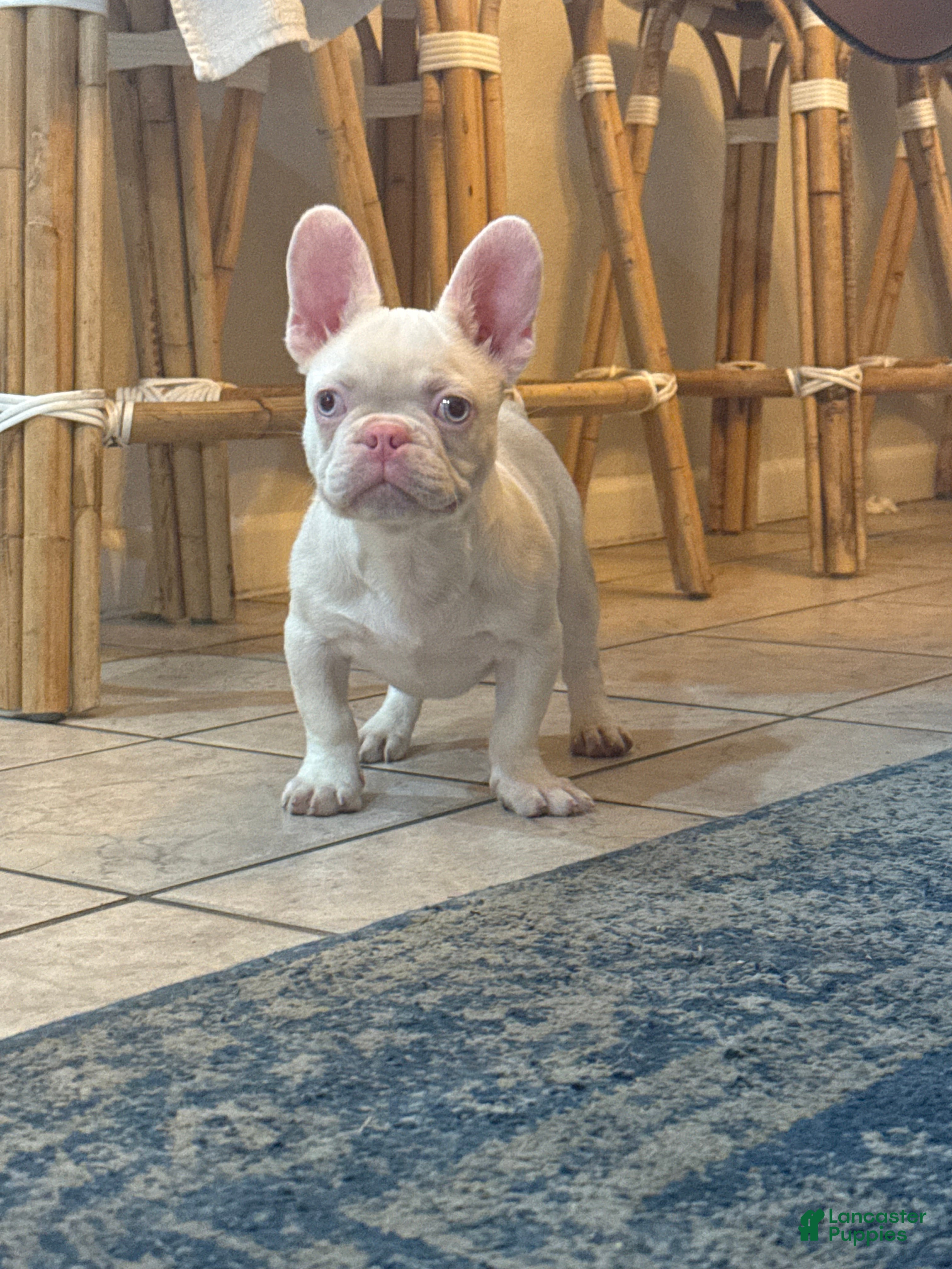 French Bulldog dogs Pinkey  - Ad 2