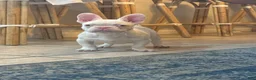 French Bulldog dogs for sale: Pinkey  - Ad 2