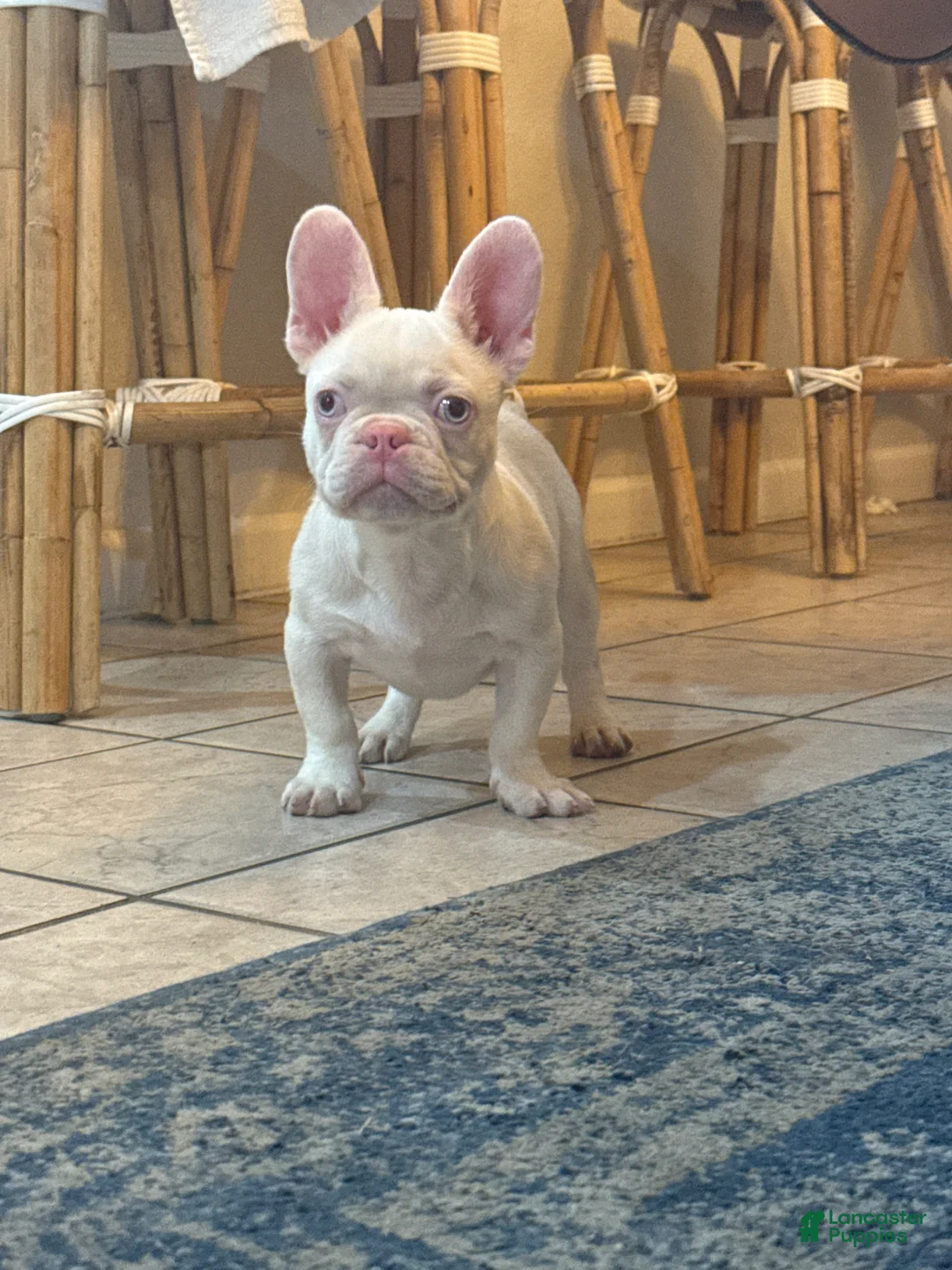 French Bulldog dogs for sale: Pinkey  - Ad 2