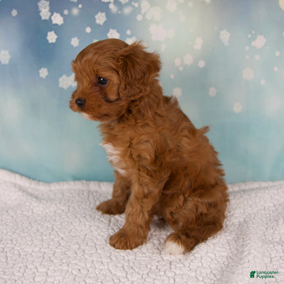 Cavapoo dogs for sale: Eden - Ad 3