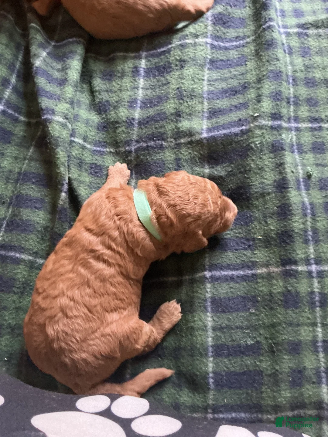 Goldendoodle dogs for sale: Goldendoodle 2 - Ad 1
