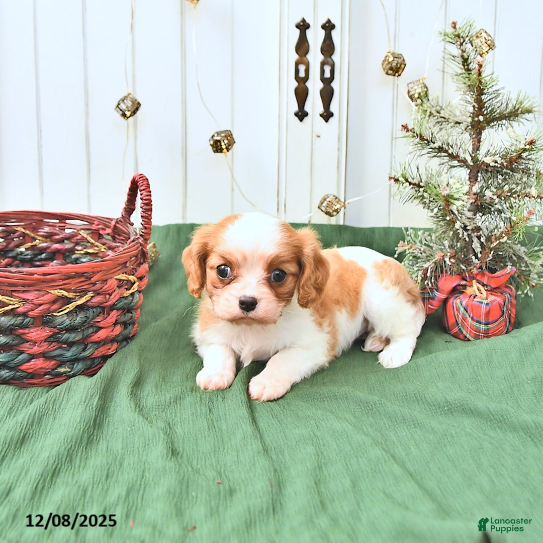 Cavalier King Charles Spaniel dogs for sale: Daisy - Ad 4