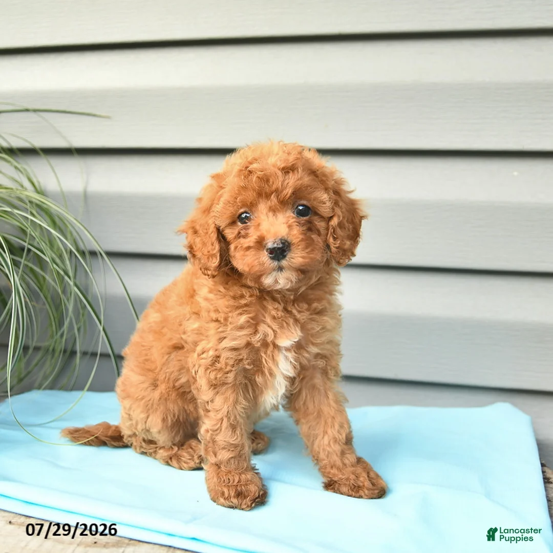 Cavapoo dogs for sale: Alice  - Ad 2
