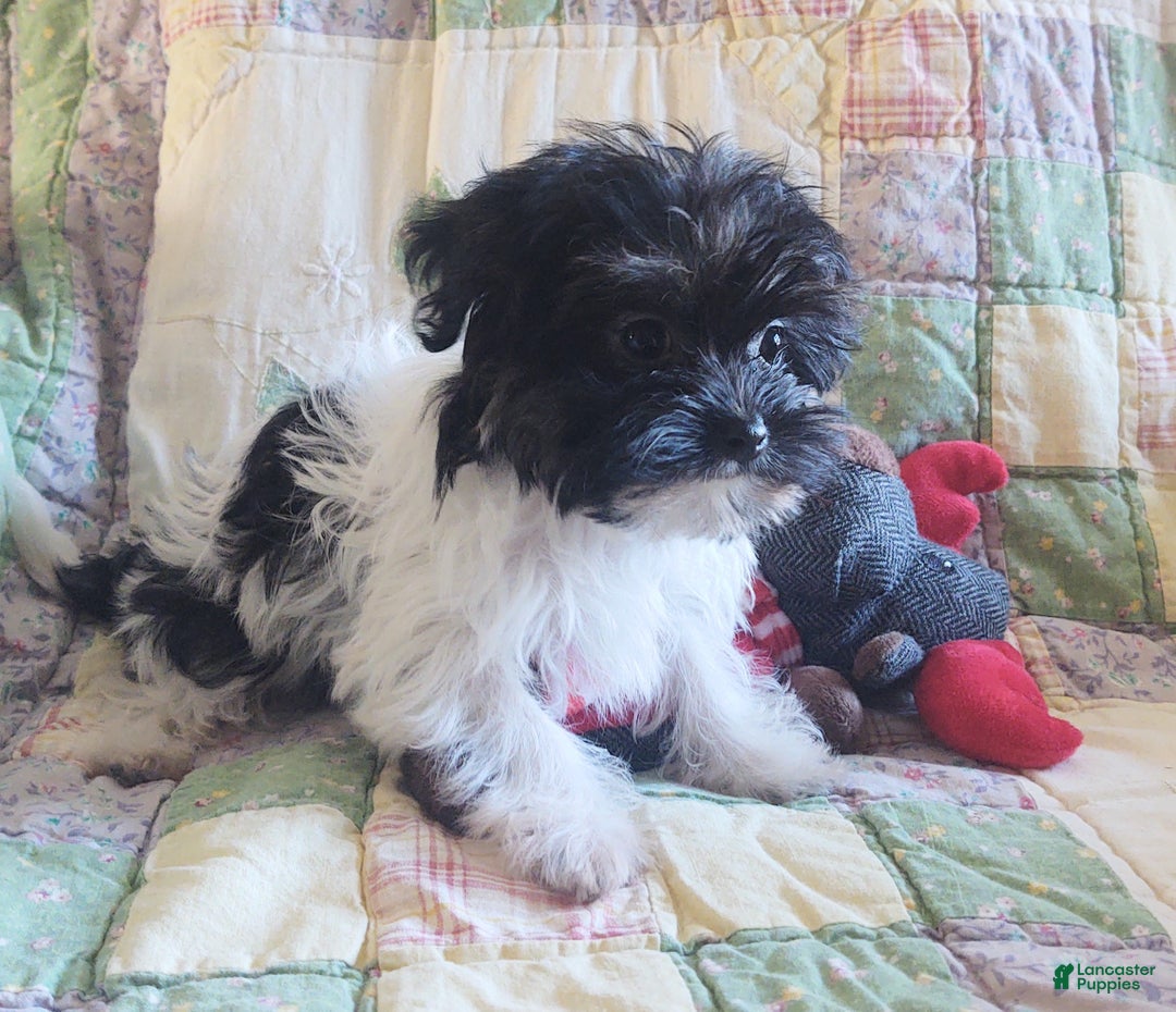 Yorkiepoo dogs for sale: Little Teapot  - Ad 8