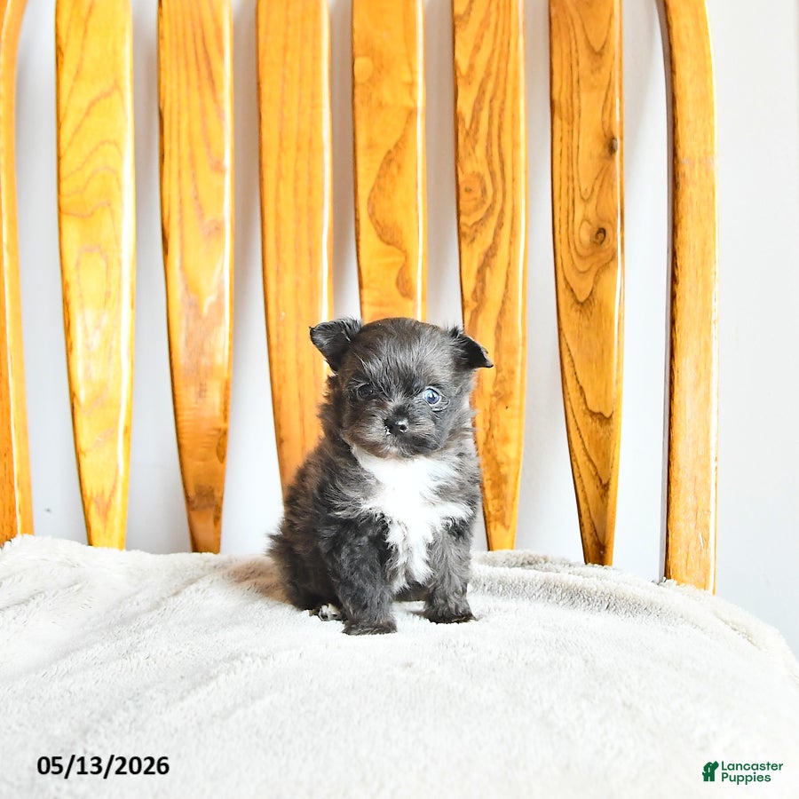 Pomapoo dogs Lilly - Ad 2