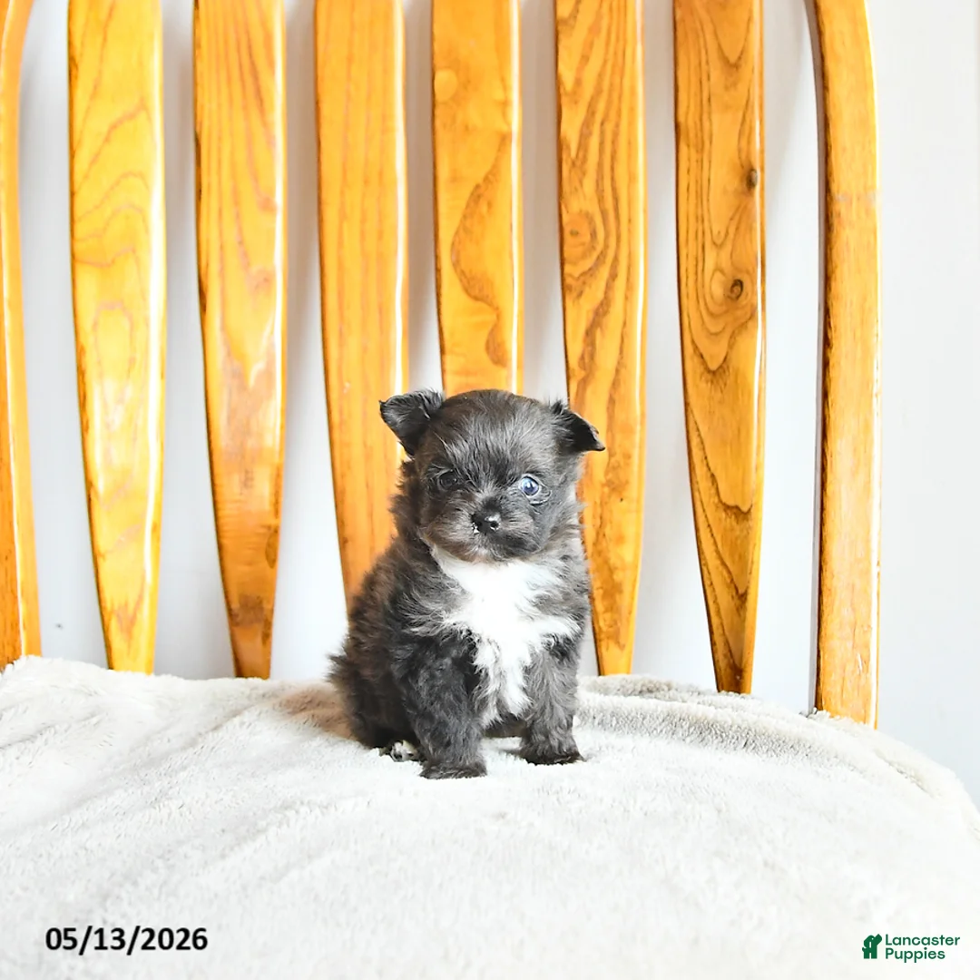 Pomapoo dogs for sale: Lilly - Ad 2