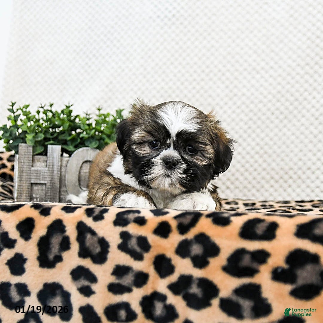 Shih Tzu dogs for sale: Pebbles - Ad 2