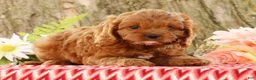 Cavapoo dogs for sale: Jimmy - Ad 5
