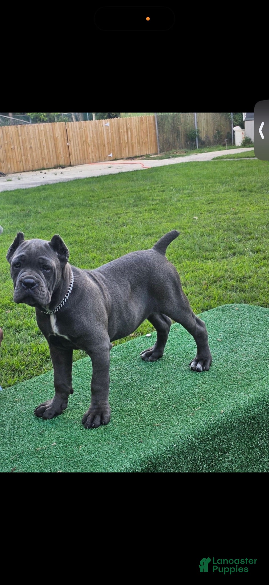 Cane Corso dogs Roxy - Ad 2
