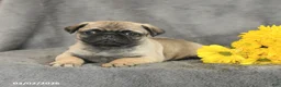 Pug dogs for sale: Peanut  - Ad 2