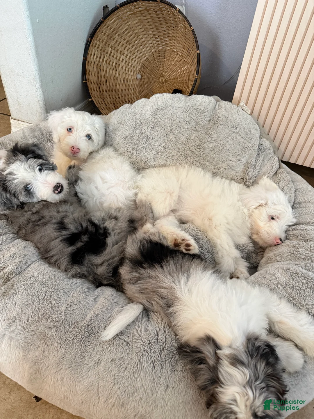 Sheepadoodle dogs for sale: Daenerys - Ad 2