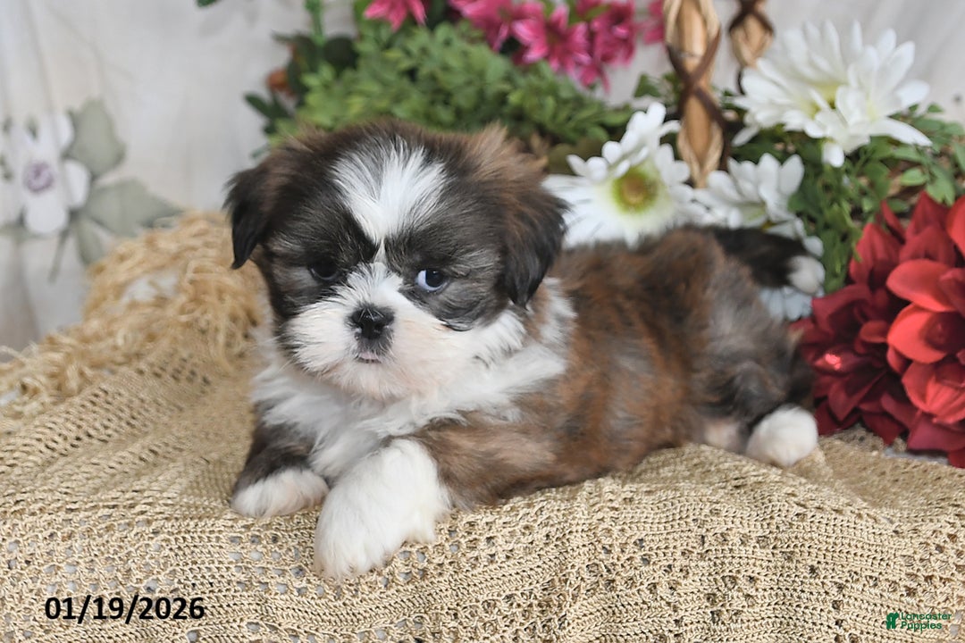 Shih Tzu dogs for sale: Trooper - Ad 2