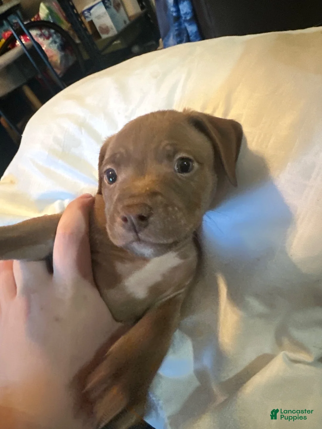 Mixed Breed dogs for sale: Mixed Breed 5 - Ad 1