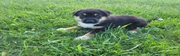 Sheprador dogs for sale: Max  - Ad 4