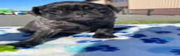 Pug dogs for sale: Pongo - Ad 4