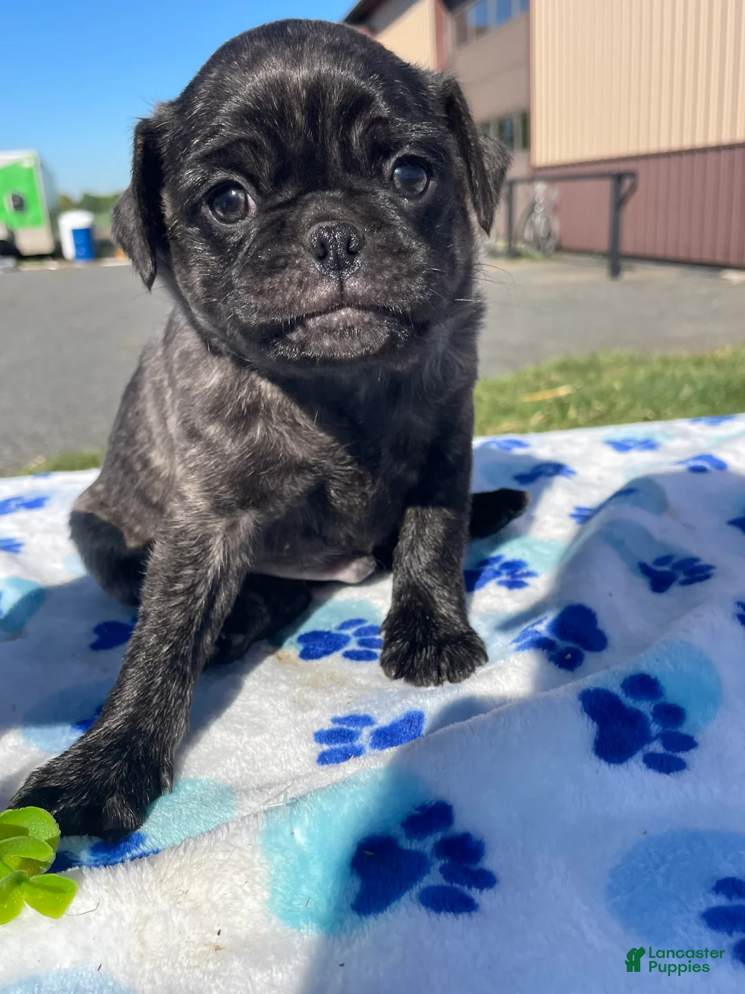 Pug dogs for sale: Pongo - Ad 4