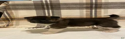 Akita dogs for sale: Thor  - Ad 7