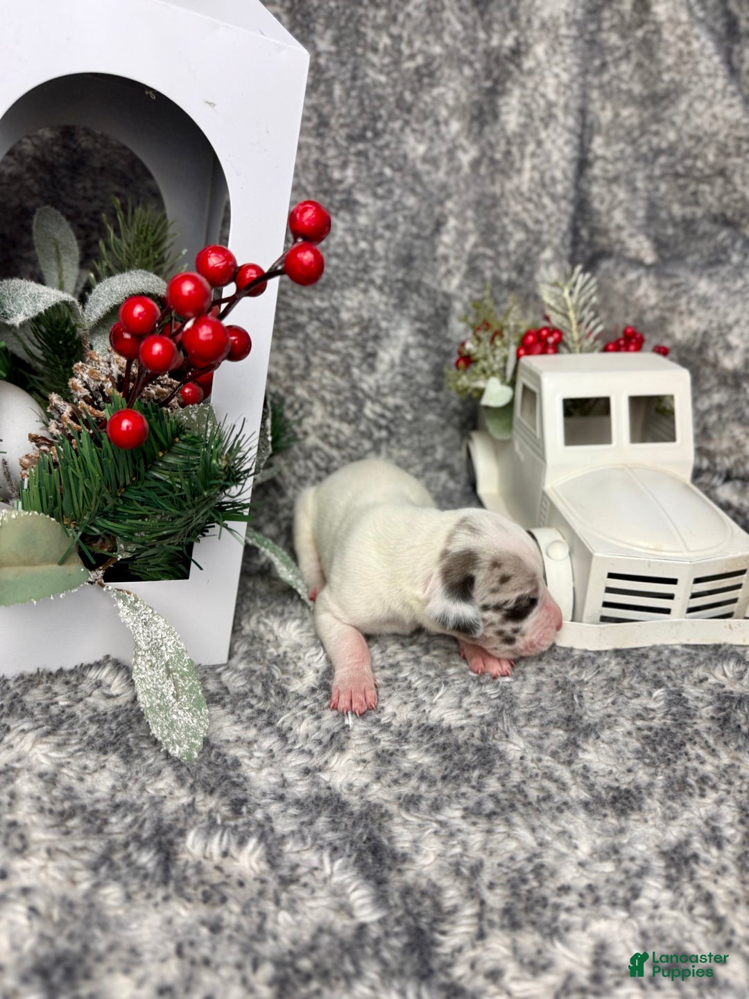 Great Dane dogs for sale: Draco Malfoy - Ad 3