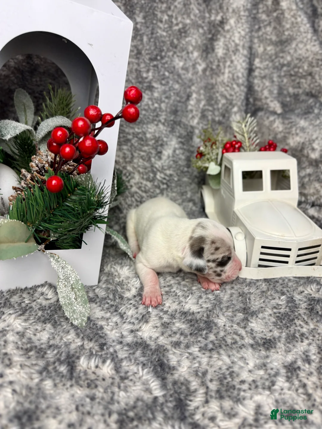 Great Dane dogs for sale: Blue Fawnquin Headed Pied (Heavy Euro) - Ad 15