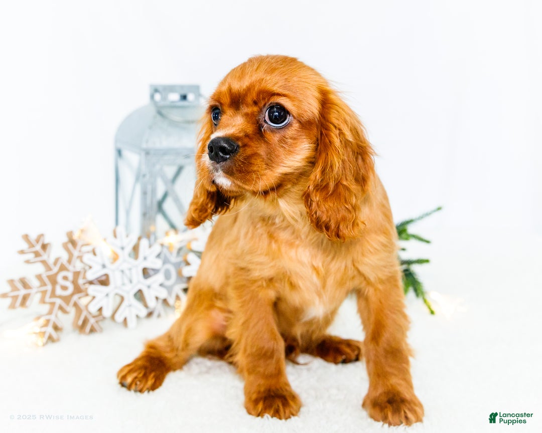 Cavalier King Charles Spaniel dogs for sale: Tiny Tim - Ad 3