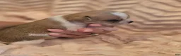 Chihuahua dogs for sale: Chihuahua 3 - Ad 7