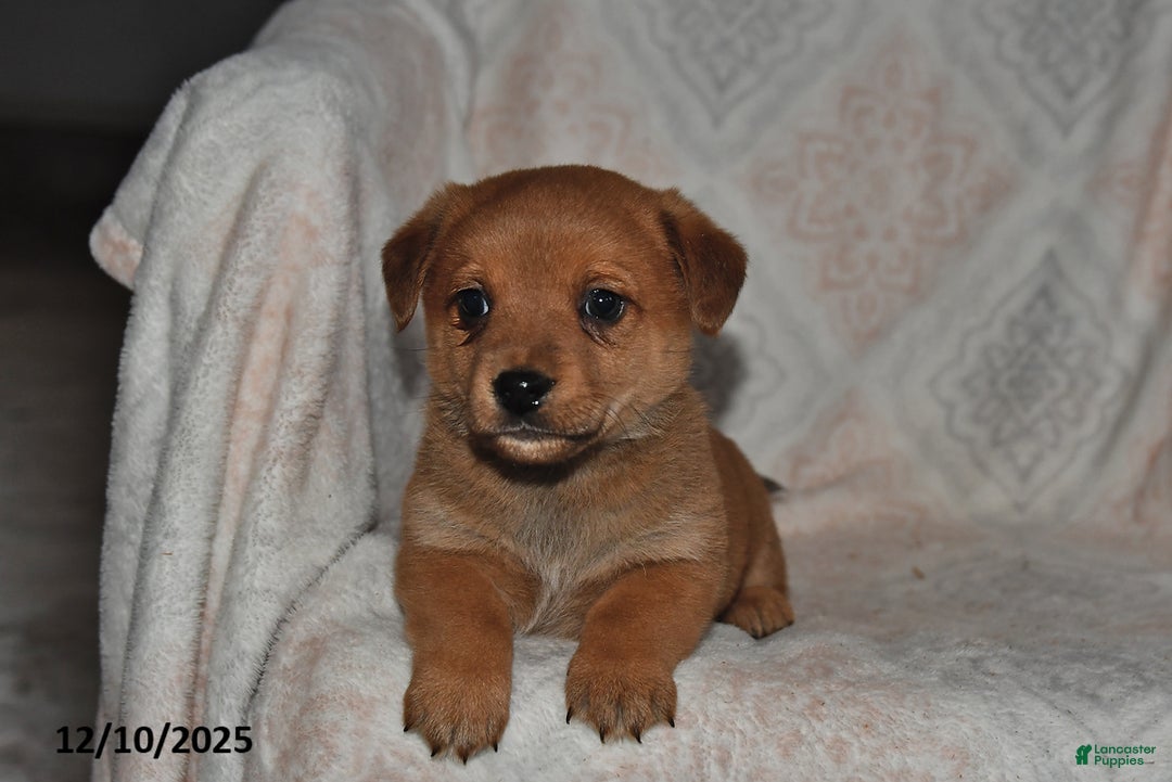 Mixed Breed dogs for sale: Jake - Ad 3