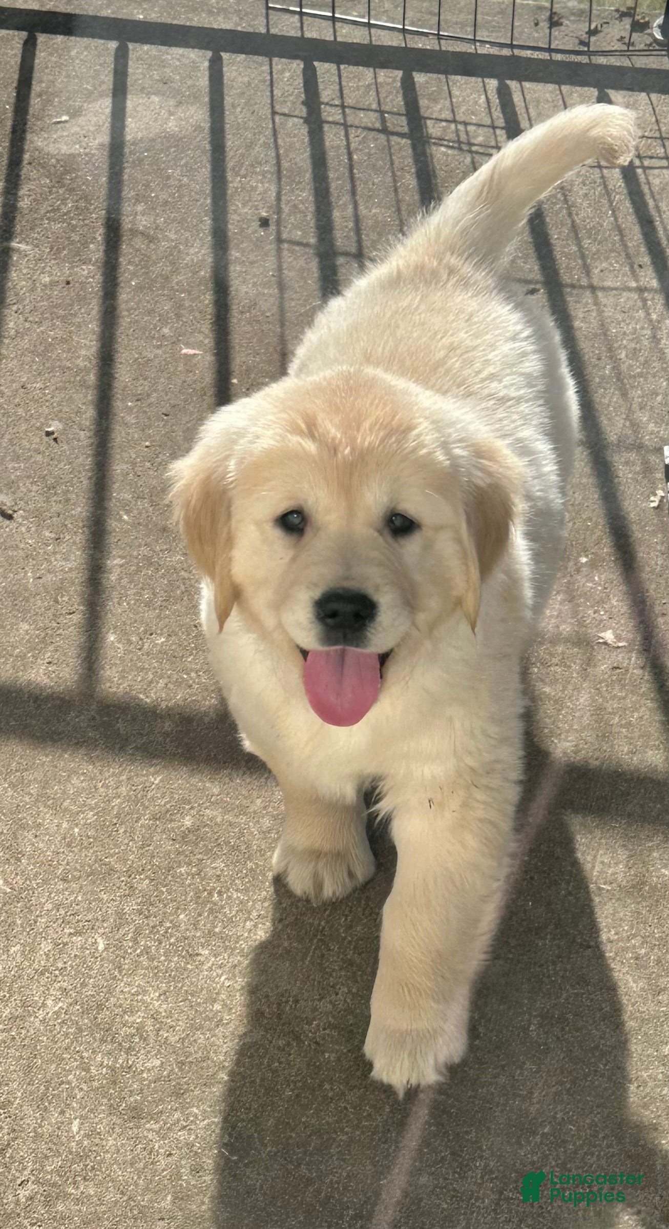 Golden Retriever dogs Golden Retriever Puppy 1 - Ad 2