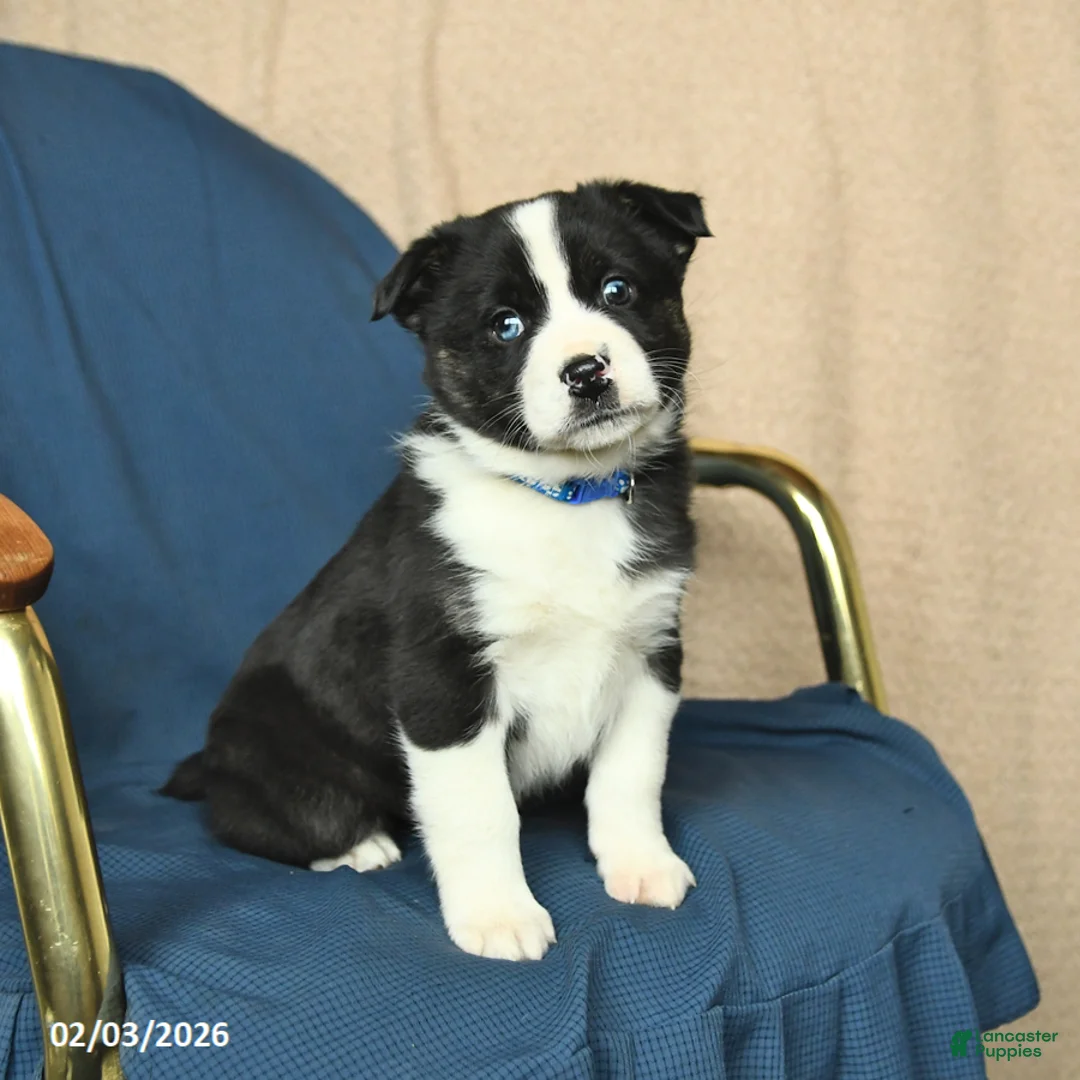 Mixed Breed dogs for sale: Rocky - Ad 1