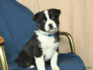 Mixed Breed dogs Rocky - Ad 29