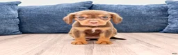 Beaglier dogs for sale: Robin - Ad 1