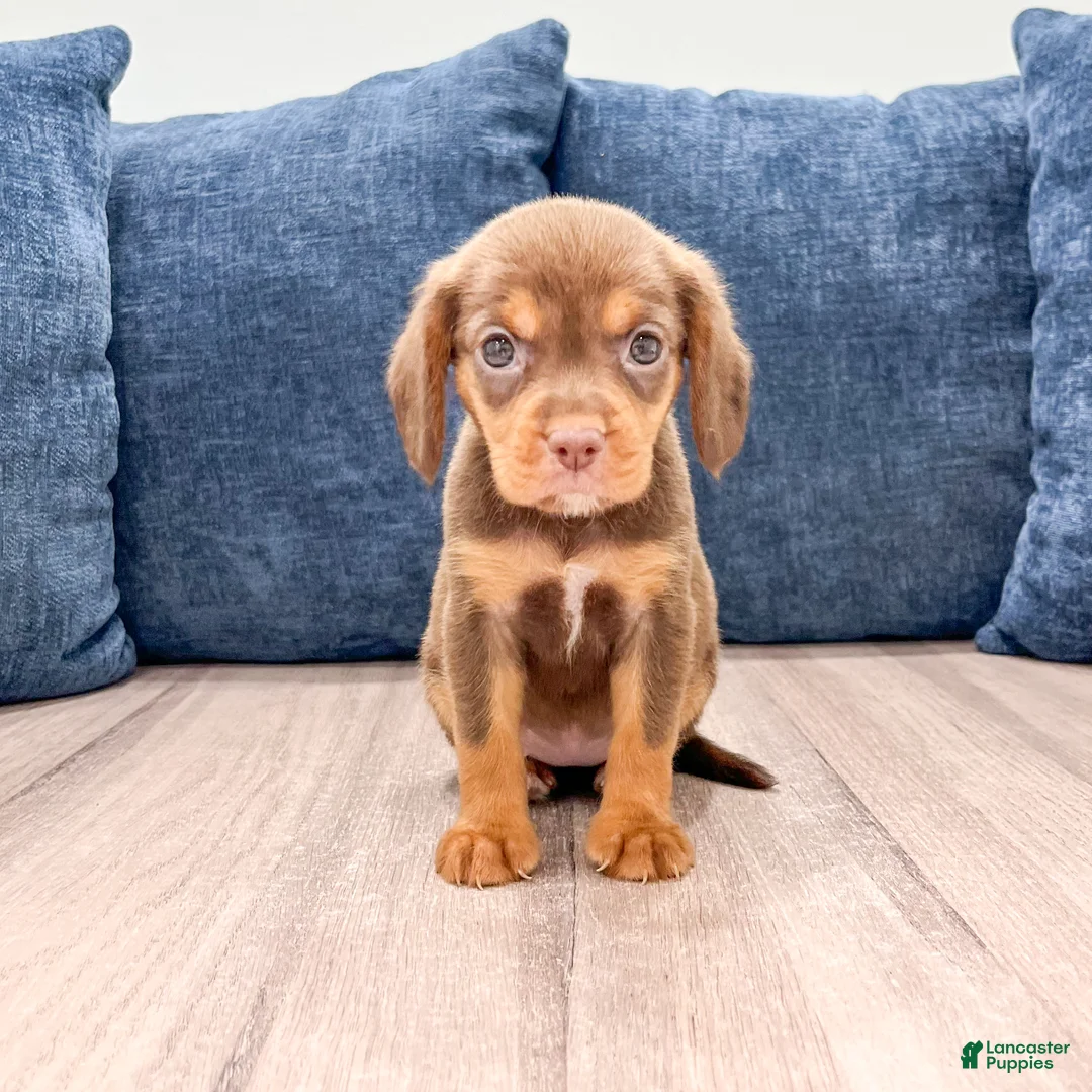 Beaglier dogs for sale: Robin - Ad 1
